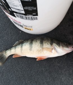 perch caught on Long Lake with Bucks sucker chubs.